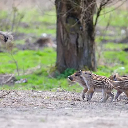 Four Winds Aparthotel Krynica Morska