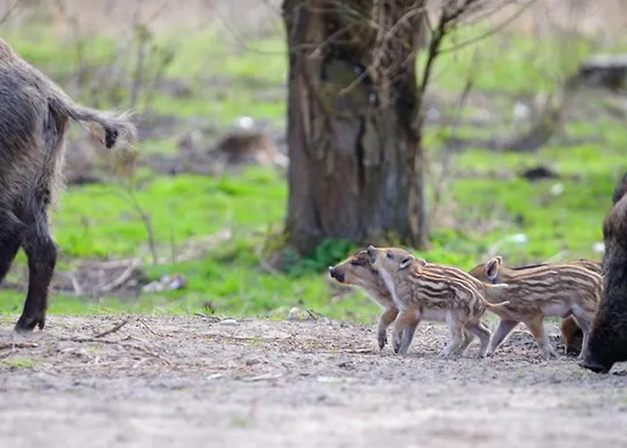 Four Winds Aparthotel Krynica Morska